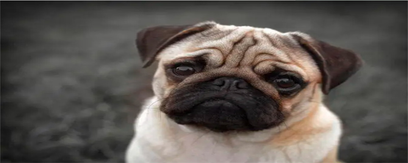 what do pugs eat