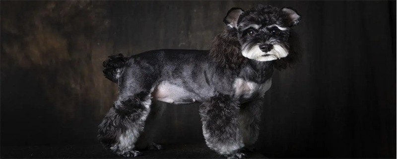What's the matter with Schnauzer's bad breath?