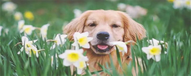 What to do about calcium deficiency in golden retriever dogs