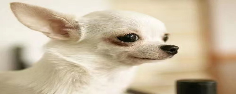 How to treat Chihuahua mouth odor