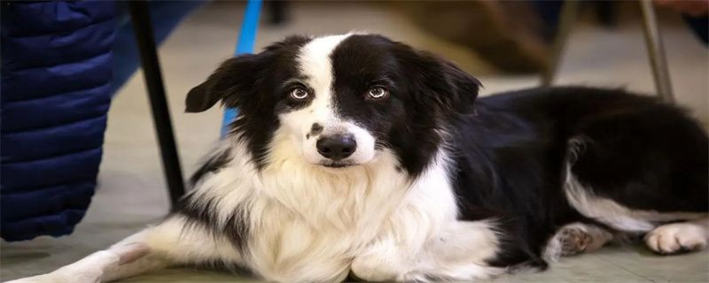 What should I do if Bianmu has eye droppings?
