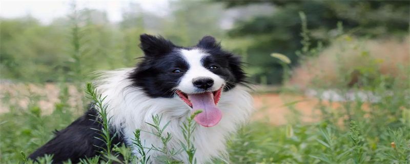 How to supplement calcium for border herds