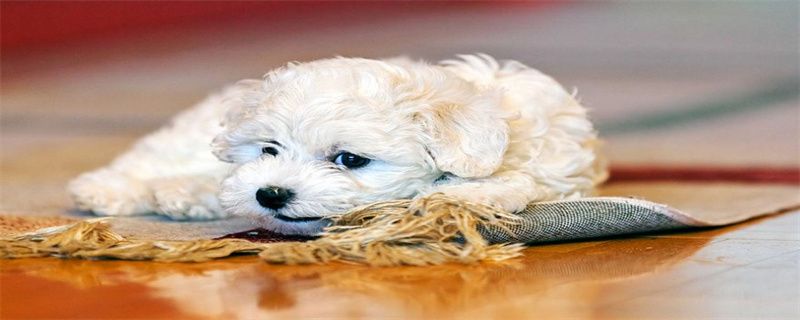 Whiter fur than what a bear eats
