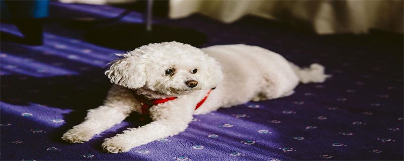 What food does bichon eat?