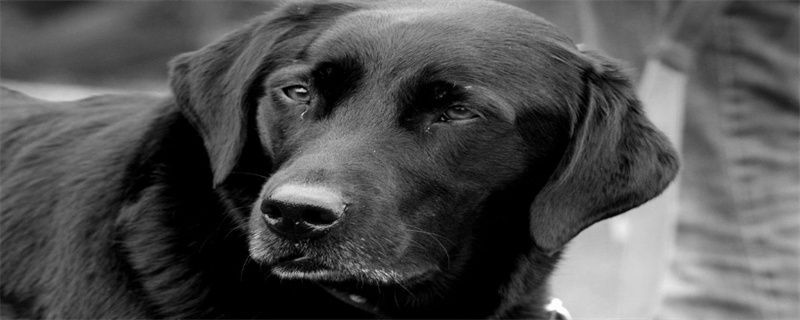 What to do if Labrador doesn't like to eat