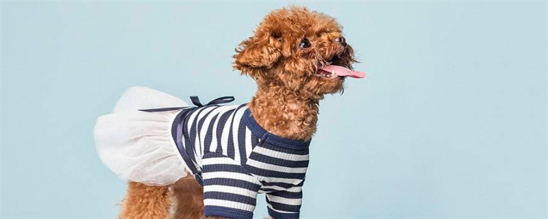 What to do if the teddy dog ​​smells