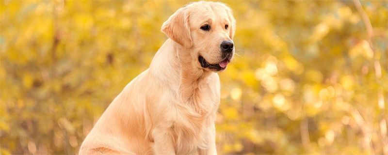 Why does the golden retriever have tear stains?