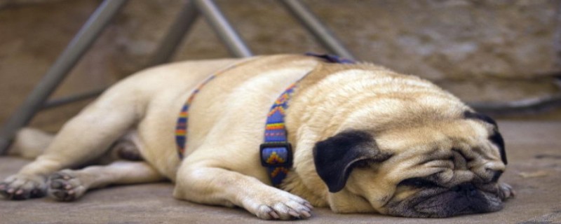How to Gain Weight for a Pug