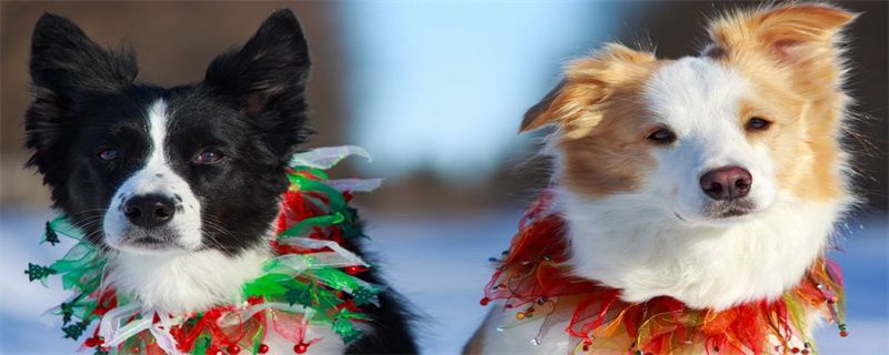 Why do border collie shed hair in winter
