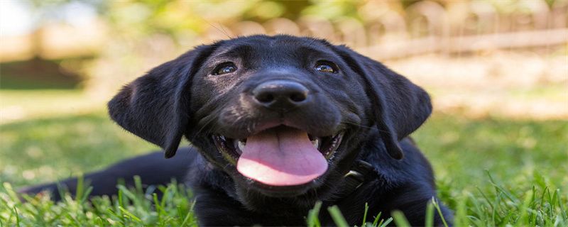 How to deworm Labrador puppies
