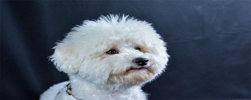 Can Dogs Eat Cabbage?