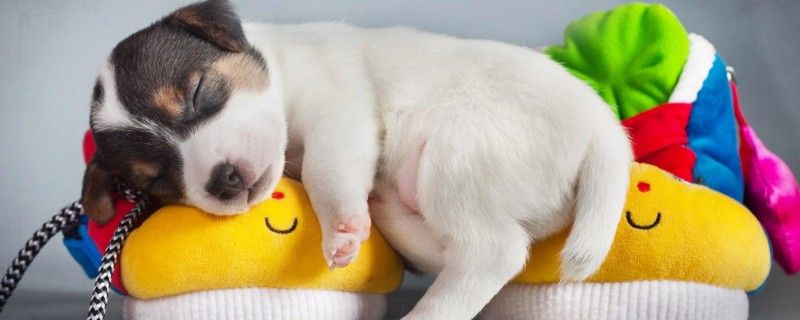 What are the symptoms of dog stomach pain?