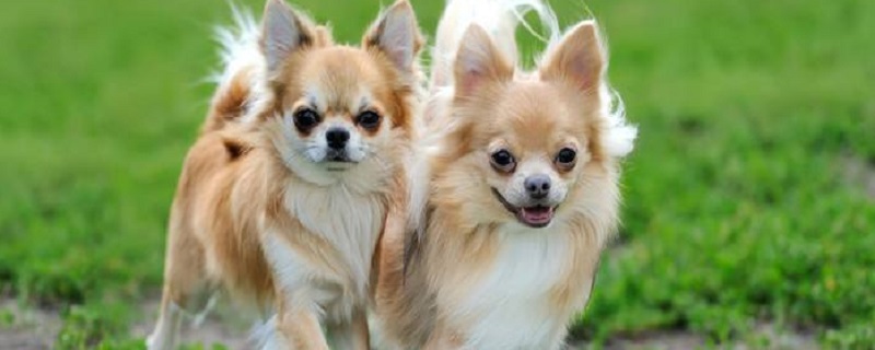How to Bathe a Chihuahua