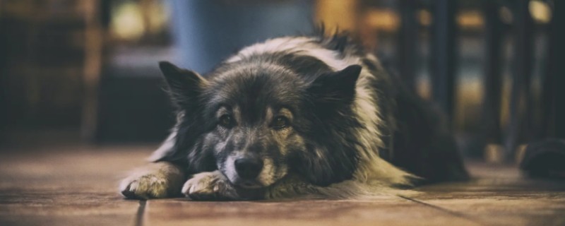 What do dogs eat with rough hair