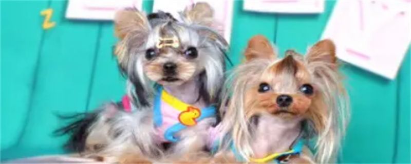why dogs are skinny