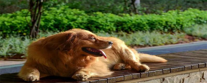 What does it mean when a dog is dying?