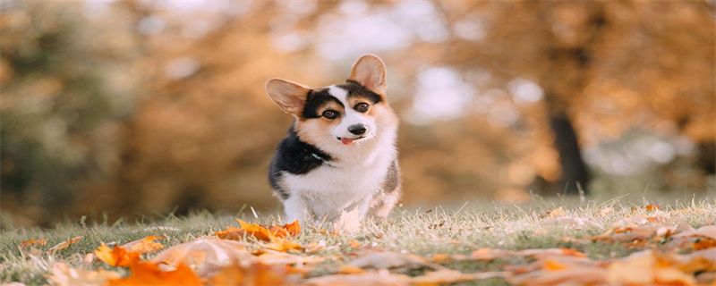 Advantages and Disadvantages of Dogs Eating Raw Meat