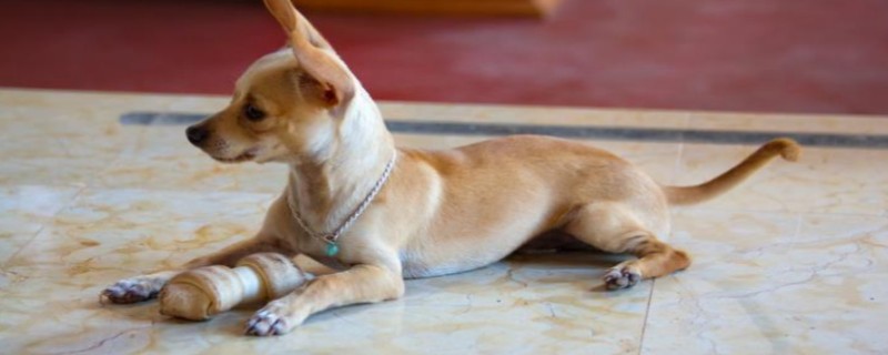 Can Chihuahuas Eat Watermelon?