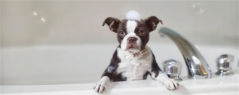 Can dogs eat cold drinks?