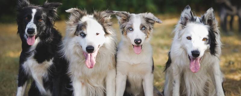 How to choose dog food for dogs