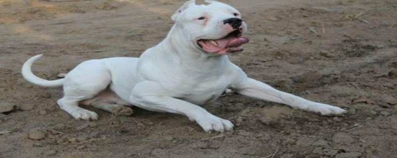 What should I do if my dog ​​has diarrhea?