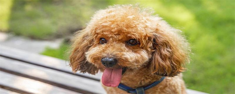 Why do dogs have double rows of teeth?