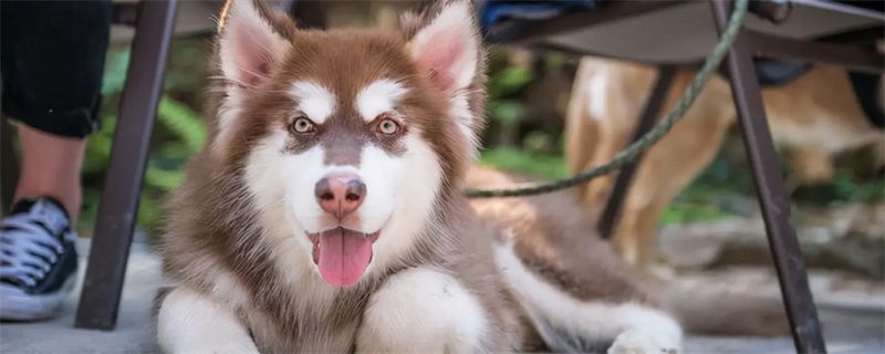 Precautions for raising dogs in summer