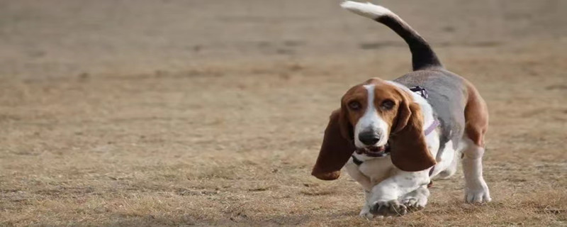How to solve Basset's body odor