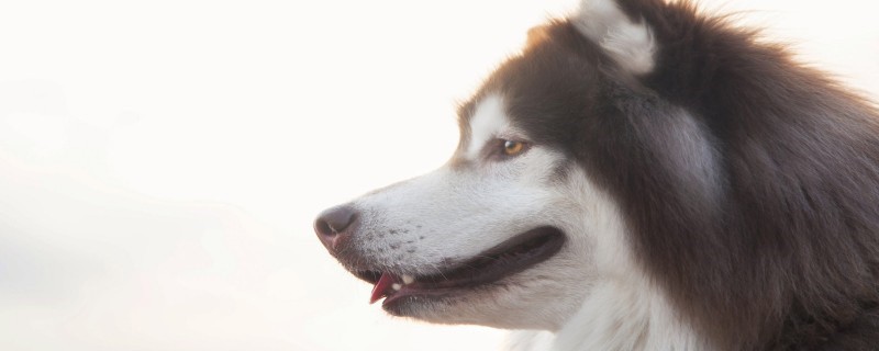 Why Do Dogs Have Weak Back Legs?