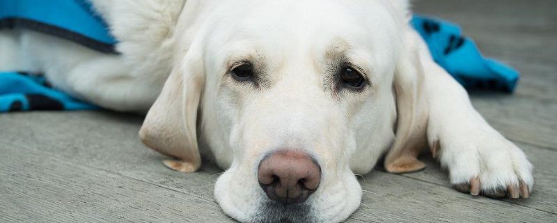 Why Do Dog Vaccinations Fail?