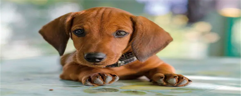 How long after the dog is vaccinated can you go out