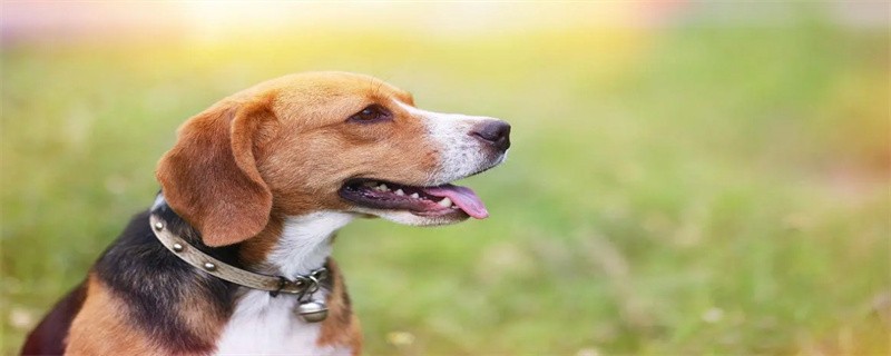 What to do if the dog picks up and eats randomly