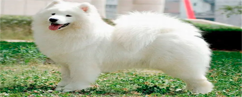 best age for neutering dogs