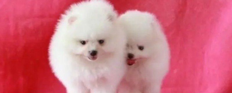 What's the matter with the scarcity of Pomeranian hair