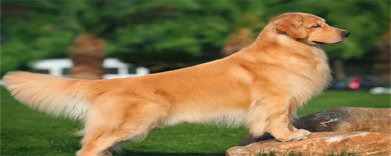 Dogs have a severe cold for a few days