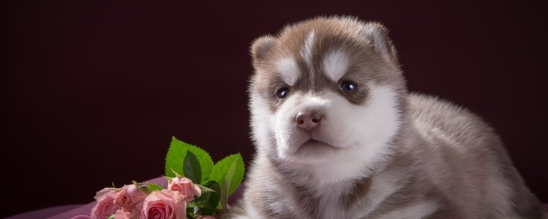What are the effects of overeating a dog?