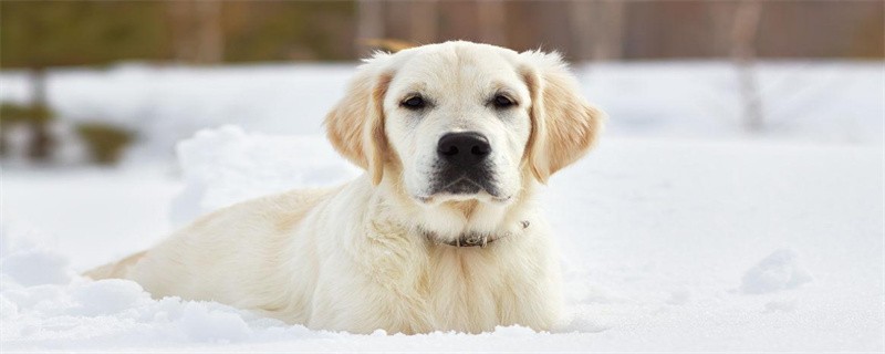 How to protect your dog's teeth