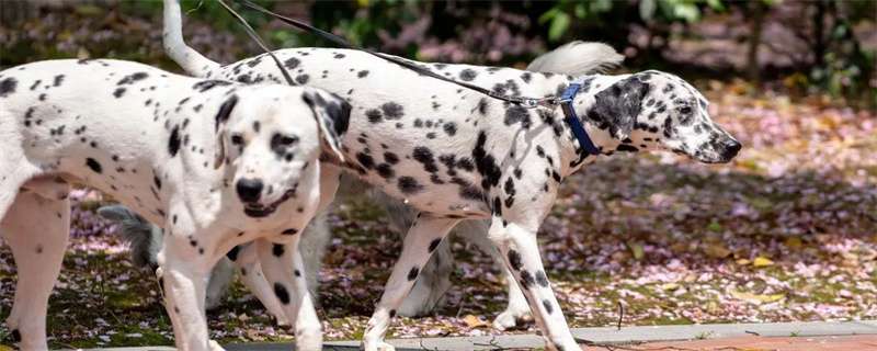 There are many reasons for dog eye droppings