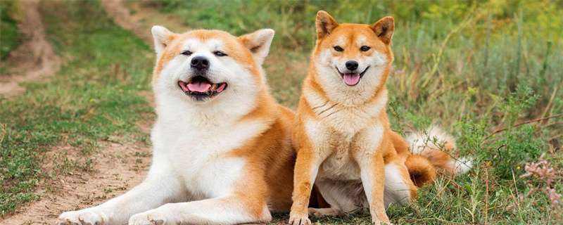 How to Improve Dog Immunity