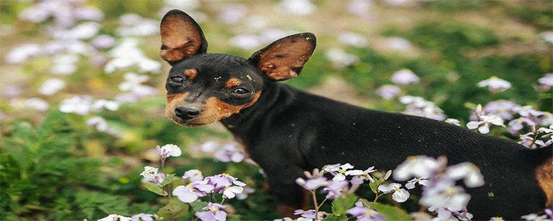 Precautions for dog air consignment