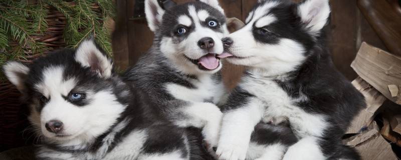 Good Food for Dogs