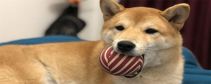 How to prevent double rows of teeth in dogs