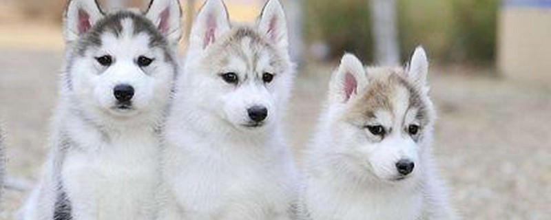 Do domestic dogs have to be vaccinated after biting?