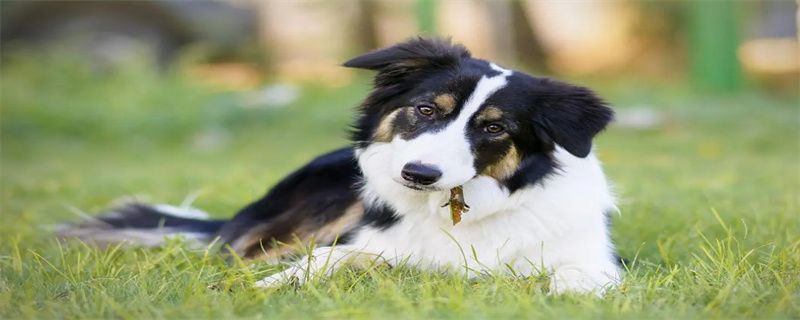 What to do if border collie vomits