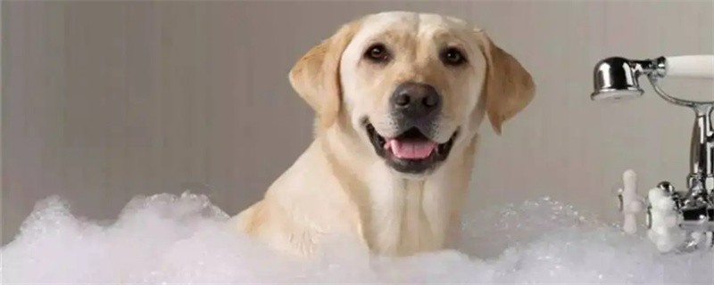 What to do if the dog eats hair