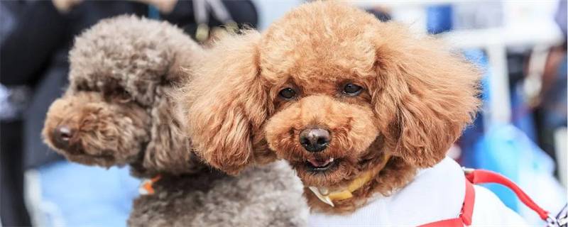 Pros and Cons of Neutering Teddy