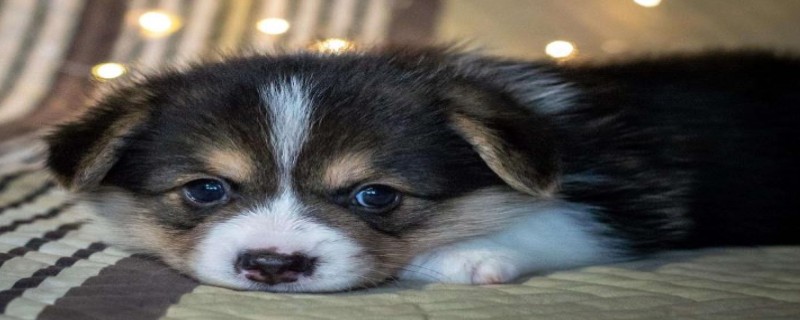 Dogs like to lick their paws