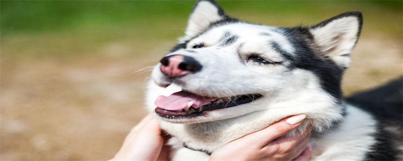 Dogs can take a bath when they have a cold
