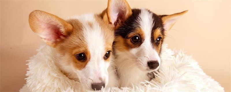 Precautions for dogs in winter