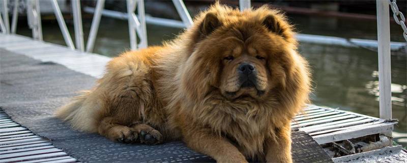 Things to pay attention to when traveling with dogs